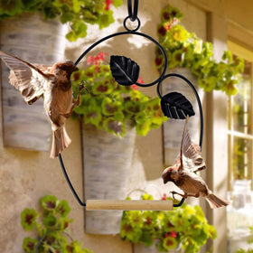 Winemana hummingbird swings near feeder to attract curious visitors