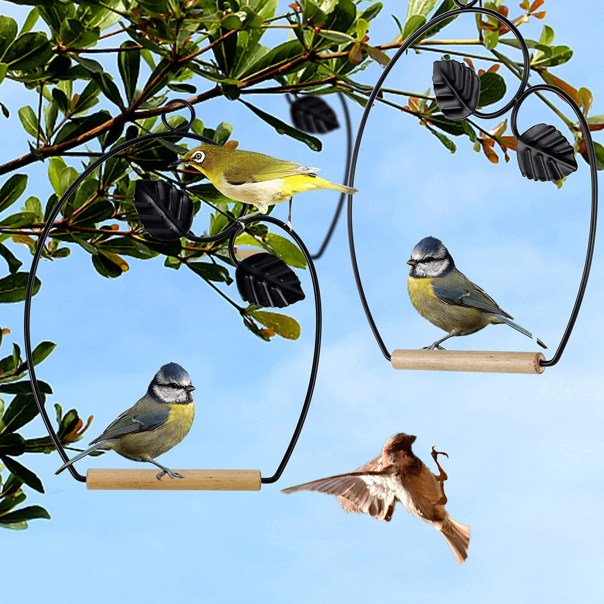 Winemana hummingbird swings wooden dowel perch invites restful resting