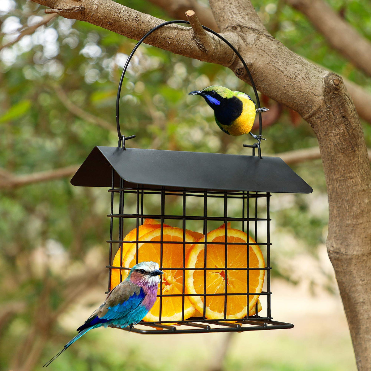 Winemana suet feeder crafted from durable steel for all weather use.
