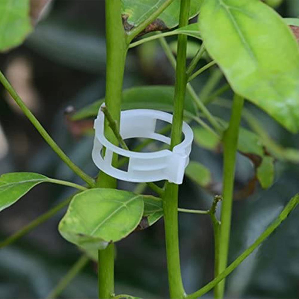 Winmany grafting clips fix branches, helping plants grow together without damage.