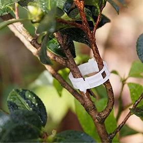 Winmany trellis clips for flowers offer tidy support on trellises.