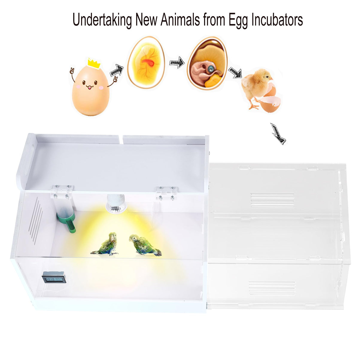 WIONBE iarge-scale chick brooder box during assembly.