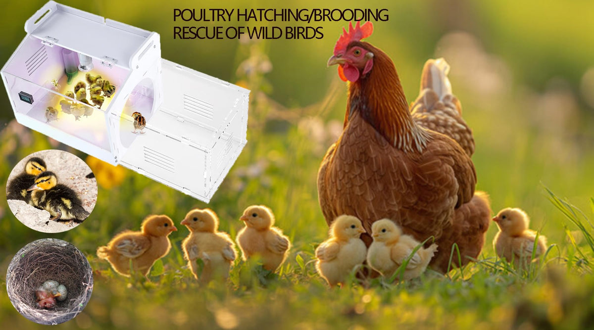 WIONBE iarge-scale chick brooder box side panel design.