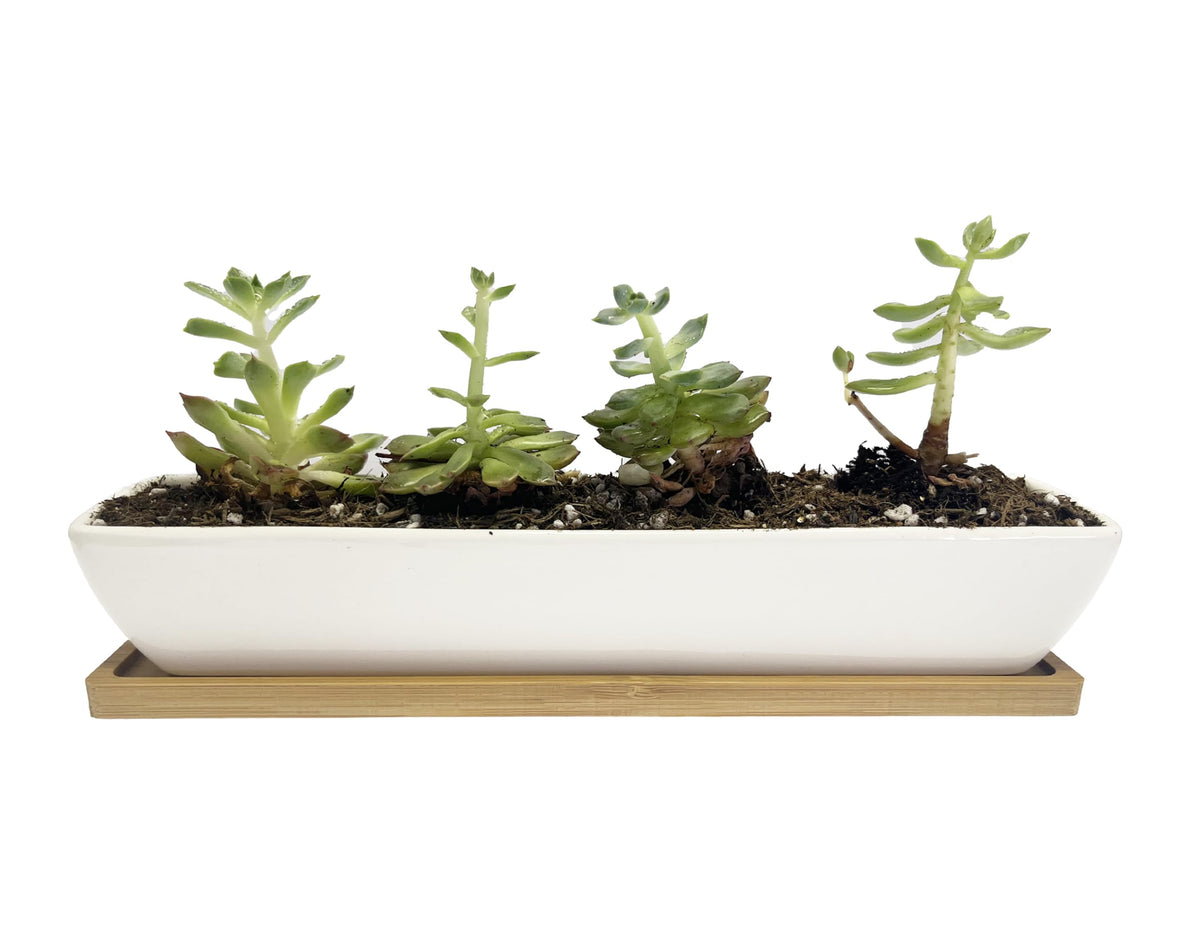 Wish Hally Wood bamboo saucer rectangle planter adds natural contrast to a display.