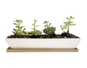 Wish Hally Wood bamboo saucer rectangle planter adds natural contrast to a display.