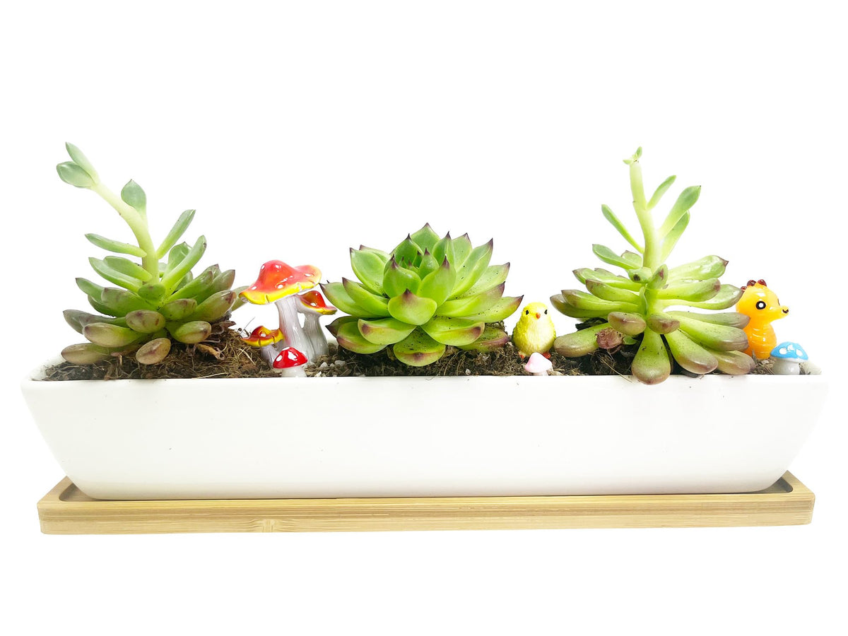 Wish Hally Wood draining-hole planter with saucer for easy watering control.