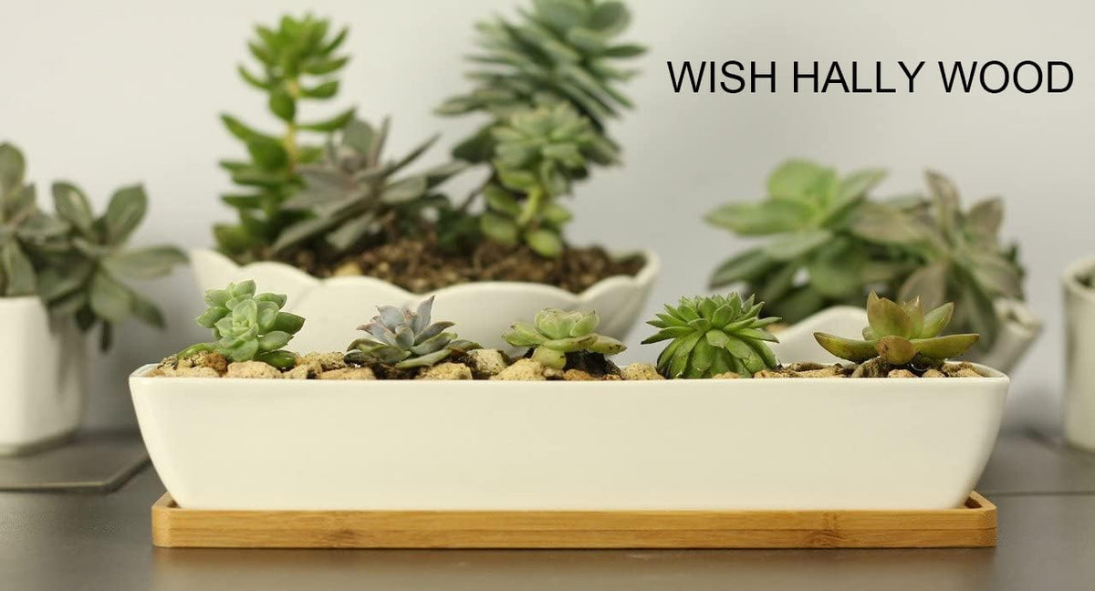 Wish Hally Wood live plant display on a desk or shelf with clean lines.