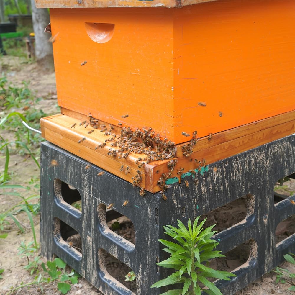 Witbee Langstroth 10-frame bottom board, screened, interoperable with standard hives