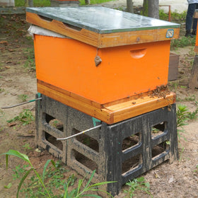 witbee two-pack assembled bottom boards for multiple hives