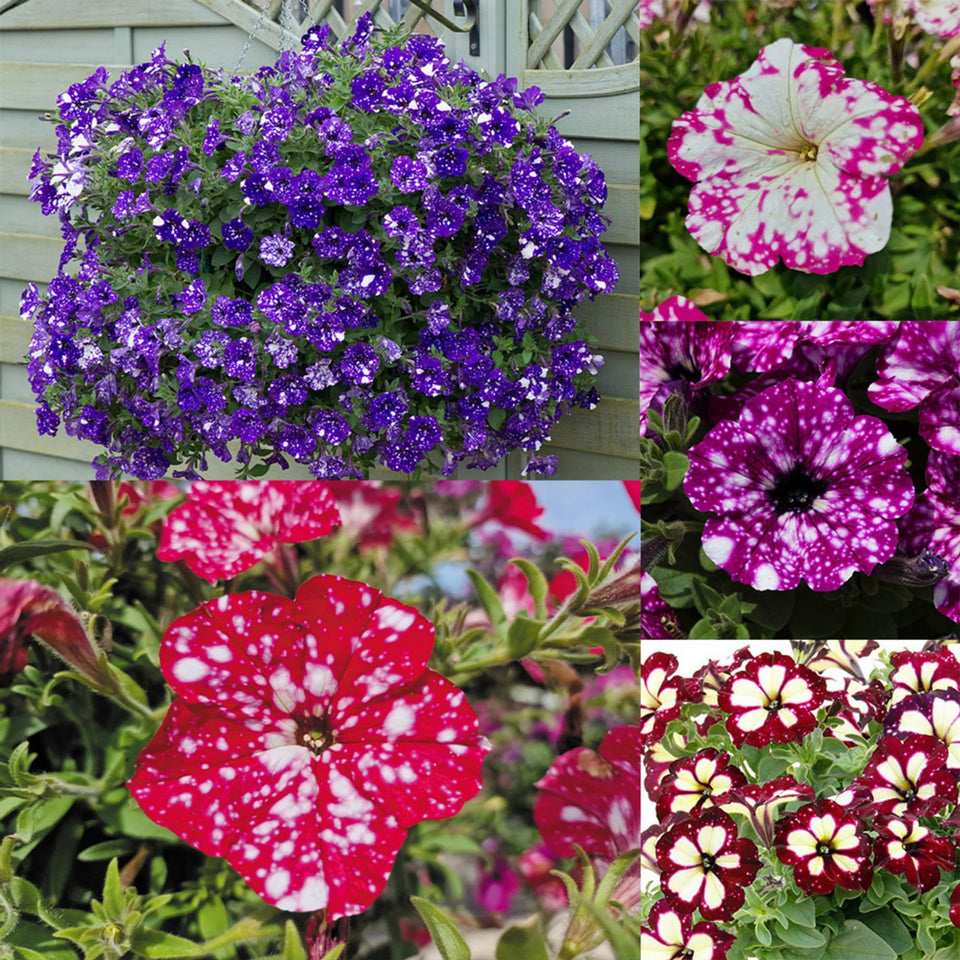 Wivolibe 1000+ mixed petunia seeds seed packet for home garden color