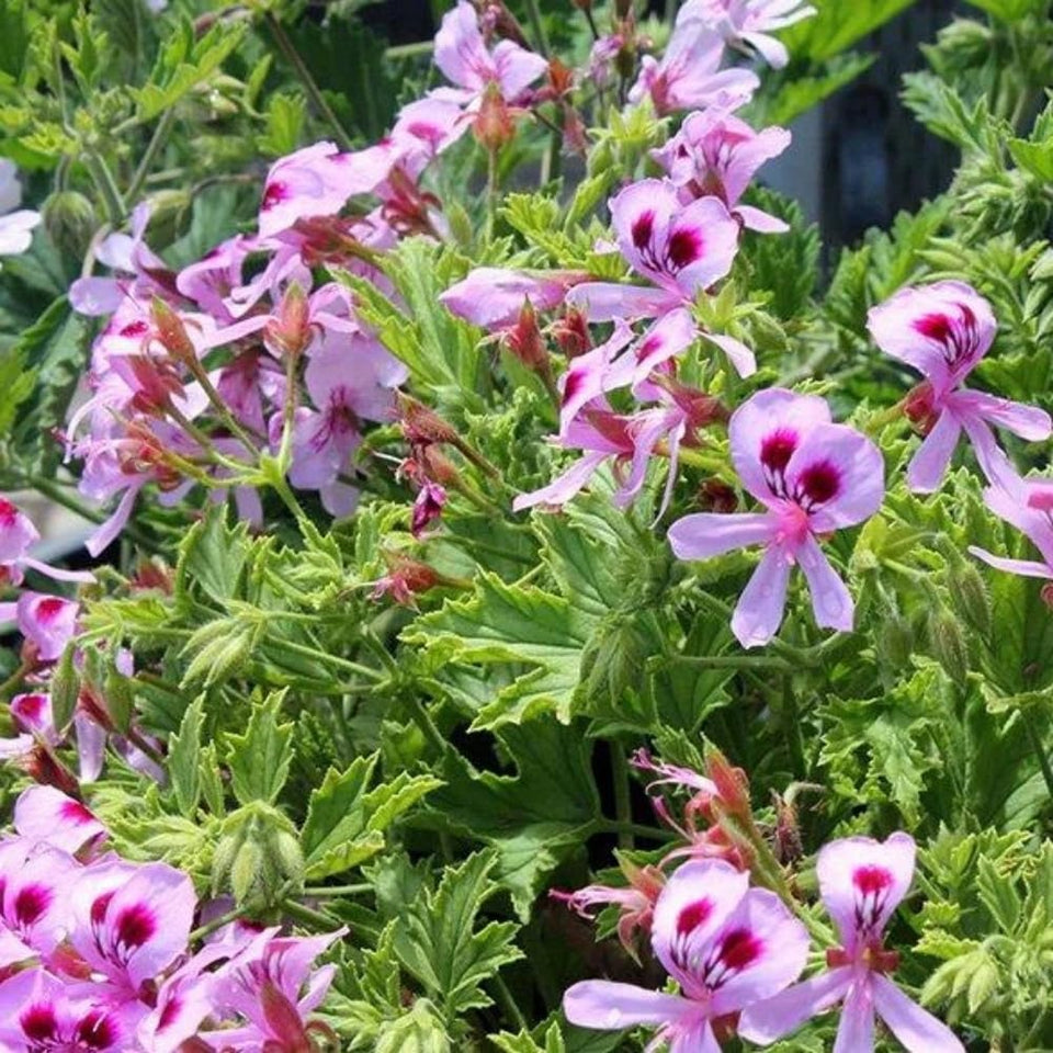 Wivolibe 1500 Citronella Seeds pack for home gardens with fragrant borders