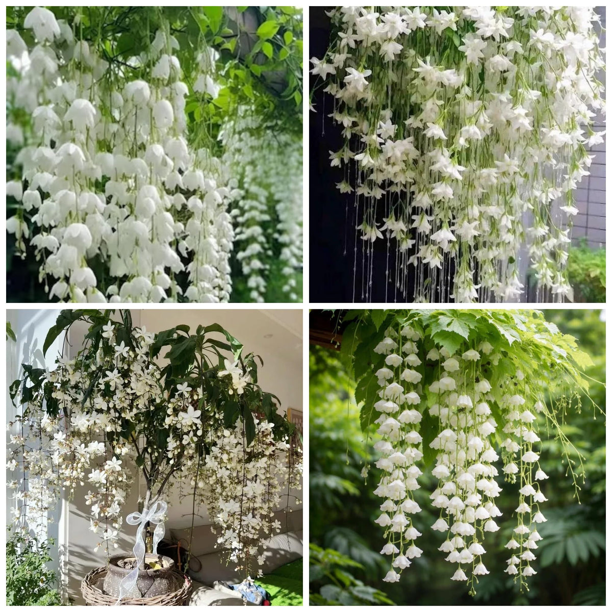 Wivolibe jasmine seeds bag closeup for fragrant home gardening