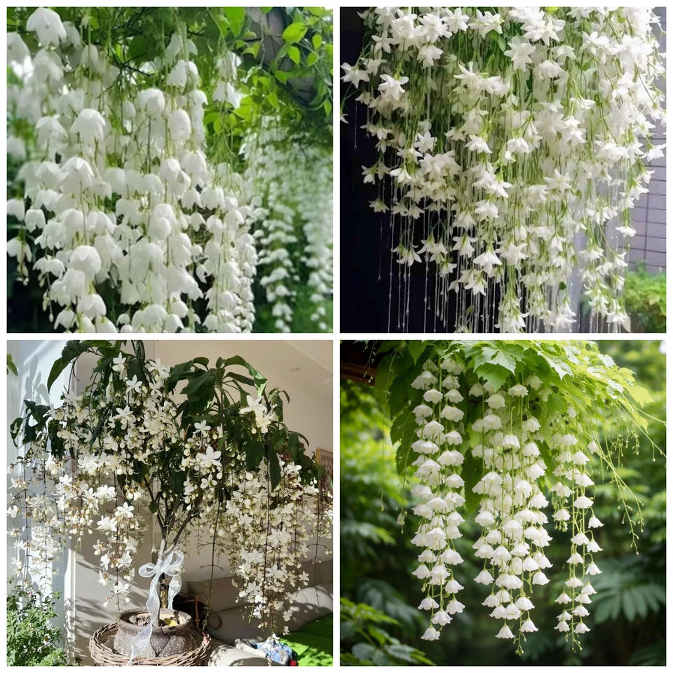 Wivolibe jasmine seeds bag closeup for fragrant home gardening