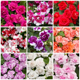 Wivolibe 350+ double impatiens seeds seed pack; vivid ruby blooms for shade borders.