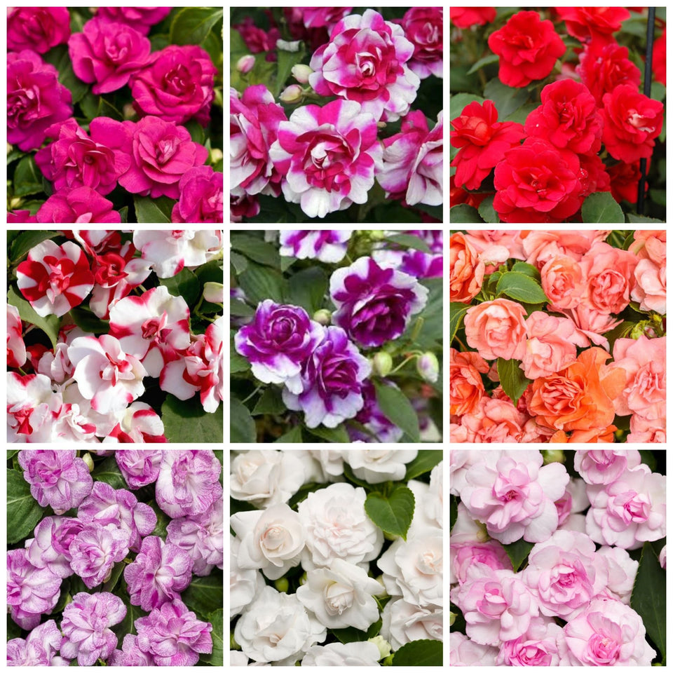 Wivolibe 350+ double impatiens seeds seed pack; vivid ruby blooms for shade borders.
