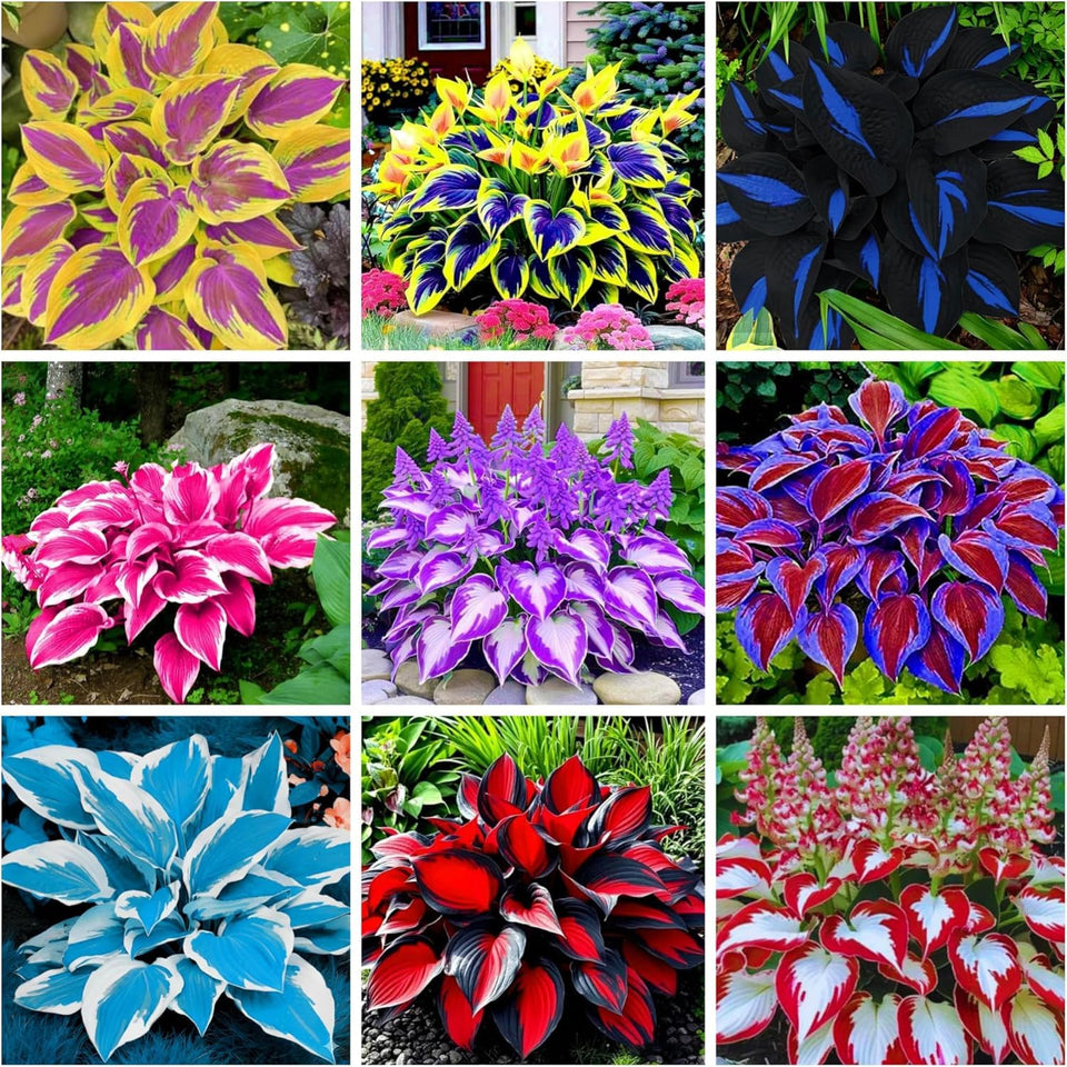Wivolibe heart-shaped Hosta seeds bare roots add vibrant shade garden color