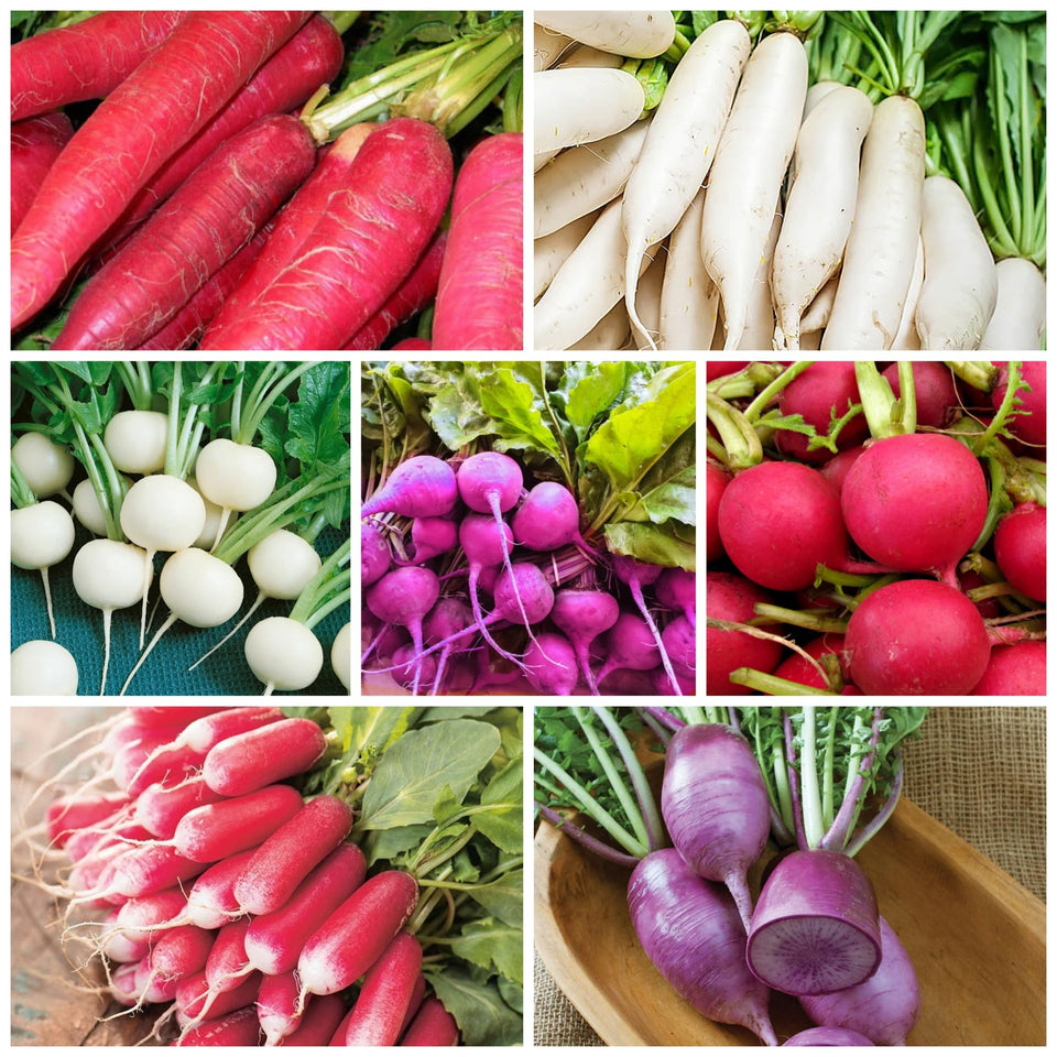 Wivolibe 7-types cherry belle radish seeds for fresh salads at home.