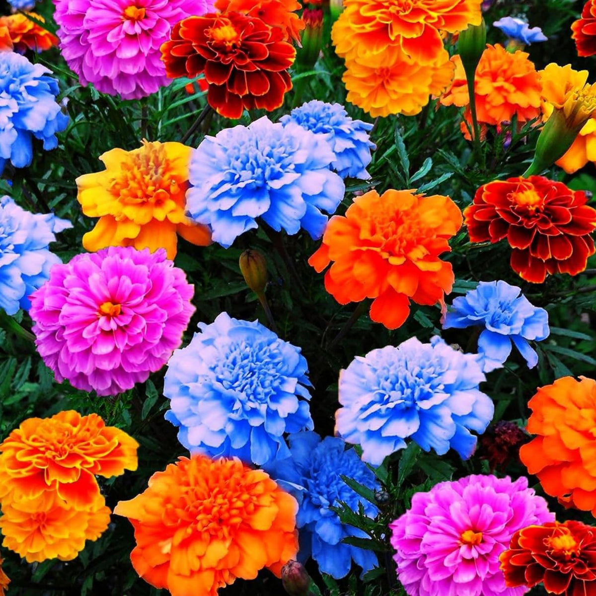Wivolibe African marigold flowers brighten beds and attract beneficial pollinators.
