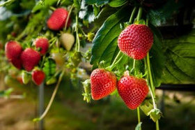 Wivolibe Akihime strawberry close-up highlighting rich sweetness and creamy aroma