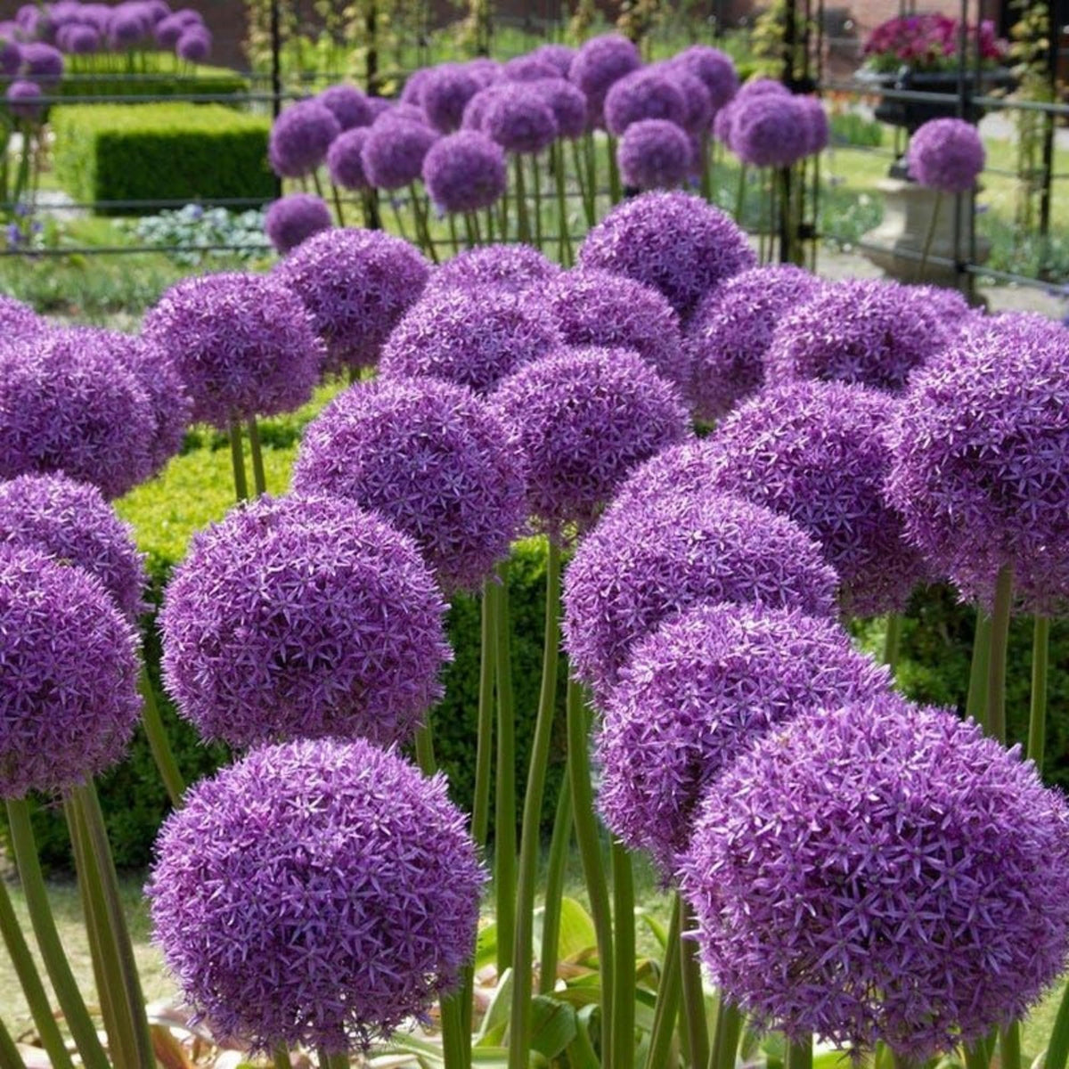 Wivolibe Allium Giganteum seeds blooming bouquet close-up for dramatic garden accents.