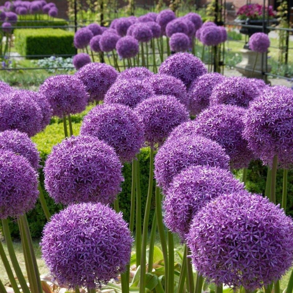 Wivolibe Allium Giganteum seeds blooming bouquet close-up for dramatic garden accents.