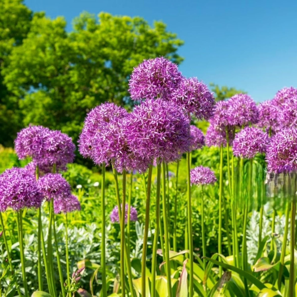 Wivolibe Allium Giganteum seeds as a drought-tolerant perennial option for xeriscapes.