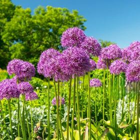 Wivolibe Allium Giganteum seeds as a drought-tolerant perennial option for xeriscapes.