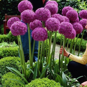 Wivolibe Allium Giganteum seeds show fragrant purple flowers attracting pollinators.