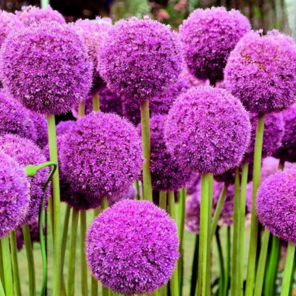 Wivolibe Allium Giganteum seeds in full sun growth for easy garden display.