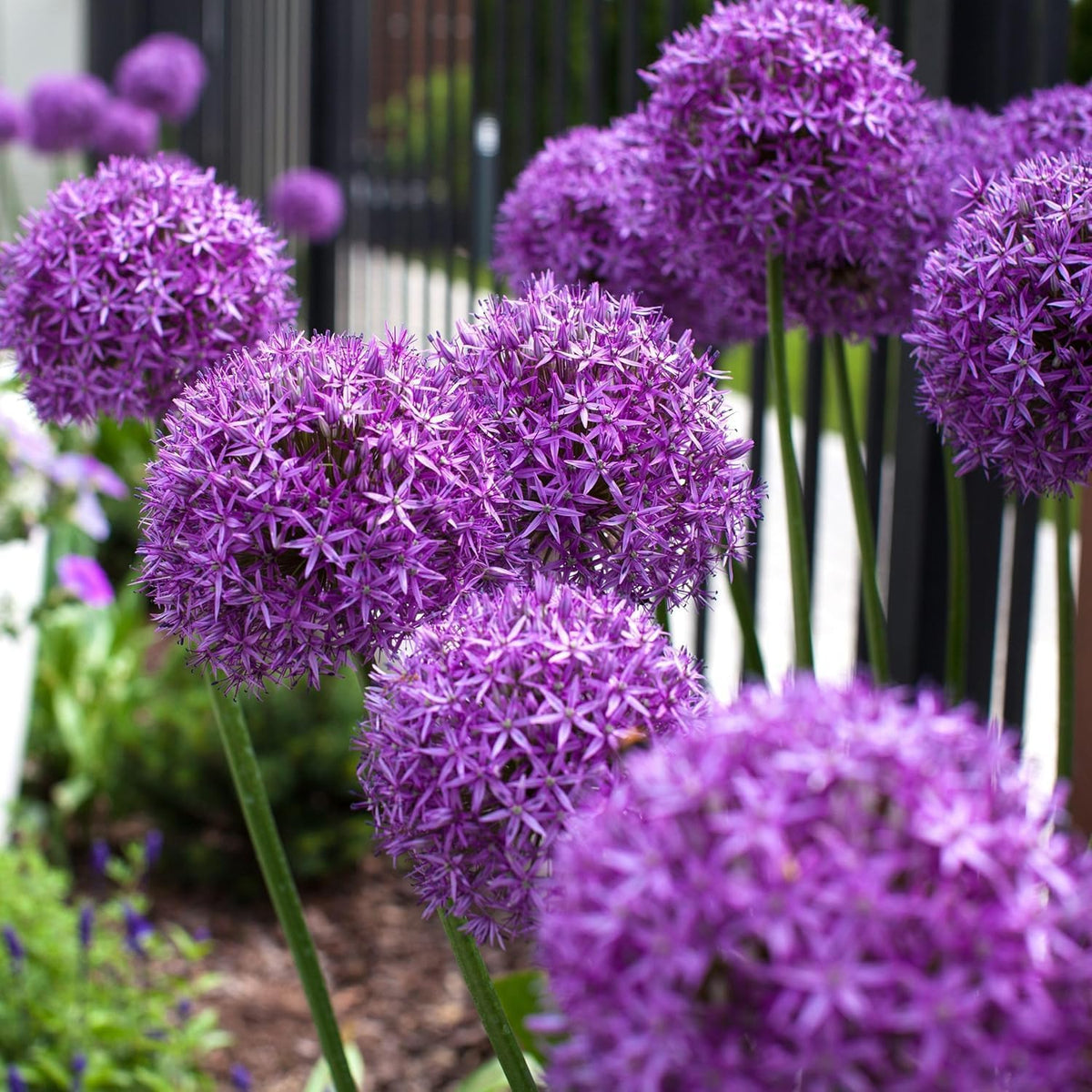 Wivolibe Allium Giganteum seeds in a pollinator garden with deer resistance noted.