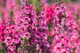 Wivolibe Angelonia Serena Rose butterflies attracted to sunny borders