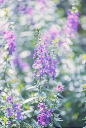 Wivolibe Angelonia Serena Rose container display with other annuals for color
