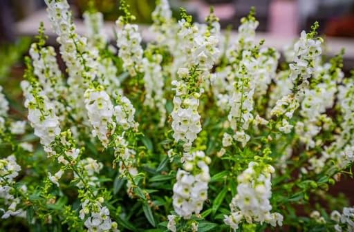 Wivolibe Angelonia Serena Rose cut flowers for fresh home arrangements