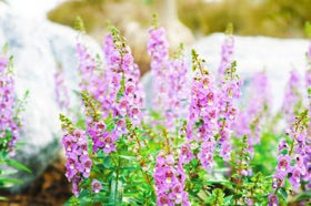 Wivolibe Angelonia Serena Rose germination steps showing easy start for beginners