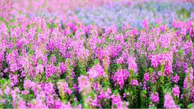 Wivolibe Angelonia Serena Rose heat-tolerant blooms thriving in hot summers