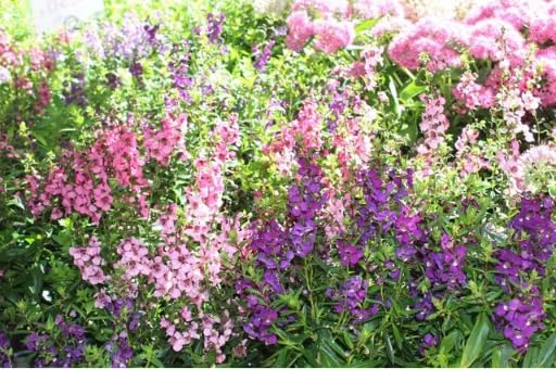 Wivolibe Angelonia Serena Rose planting 12-inch spacing for tidy borders
