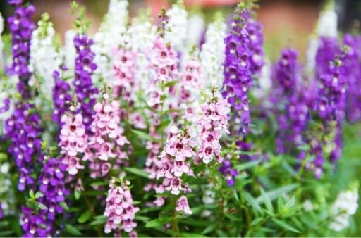 Wivolibe Angelonia Serena Rose seeds packet for vibrant border color all summer