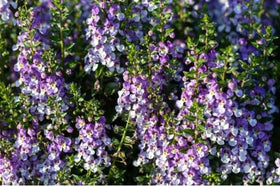Wivolibe Angelonia Serena Rose seedlings growing in warm indoor setup