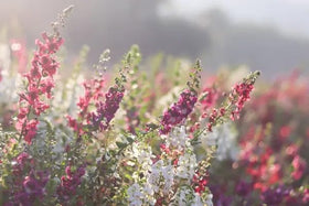 Wivolibe Angelonia Serena Rose upright spikes add vertical interest in sunny beds