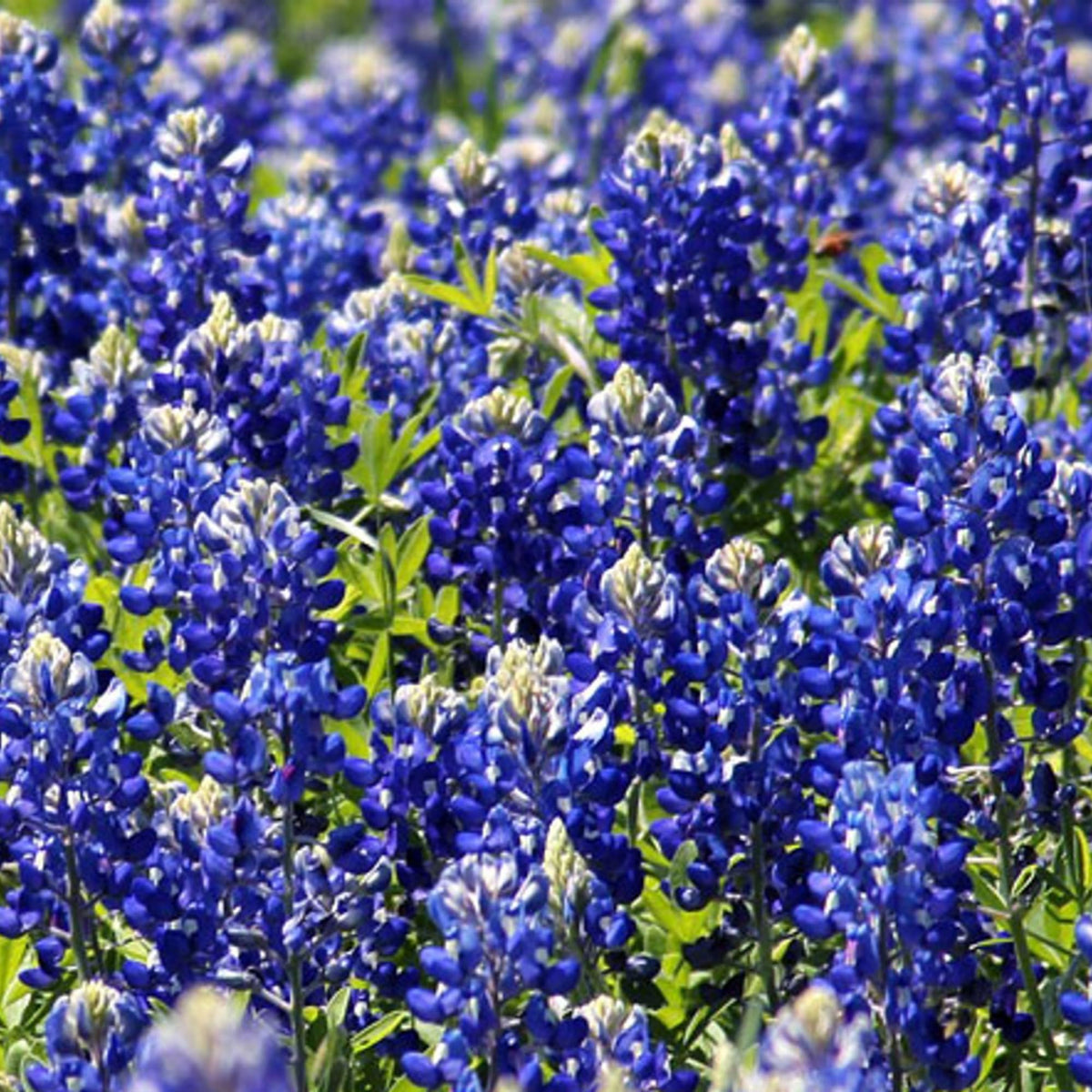 Wivolibe Lupinus texensis seeds promote self-sowing and yearly blooms
