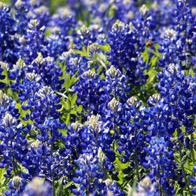 Wivolibe Lupinus texensis seeds promote self-sowing and yearly blooms