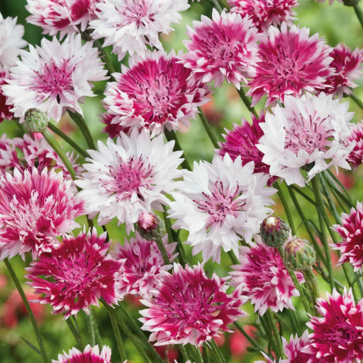 Wivolibe bachelor button seeds yielding showy blooms ideal for cutting.