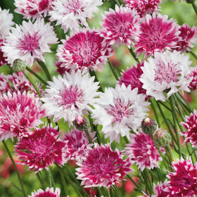 Wivolibe bachelor button seeds yielding showy blooms ideal for cutting.