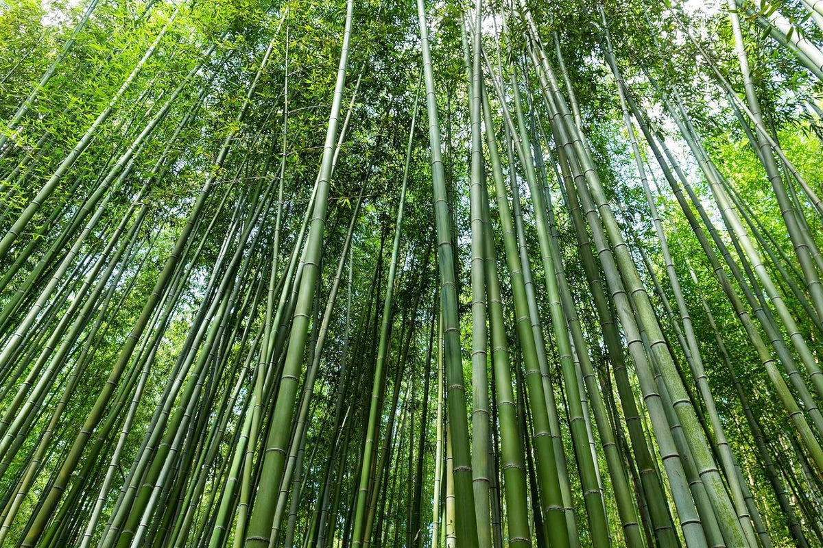 Wivolibe bamboo seeds germination setup demonstrates warm-temperature germination benefits.