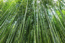 Wivolibe bamboo seeds germination setup demonstrates warm-temperature germination benefits.