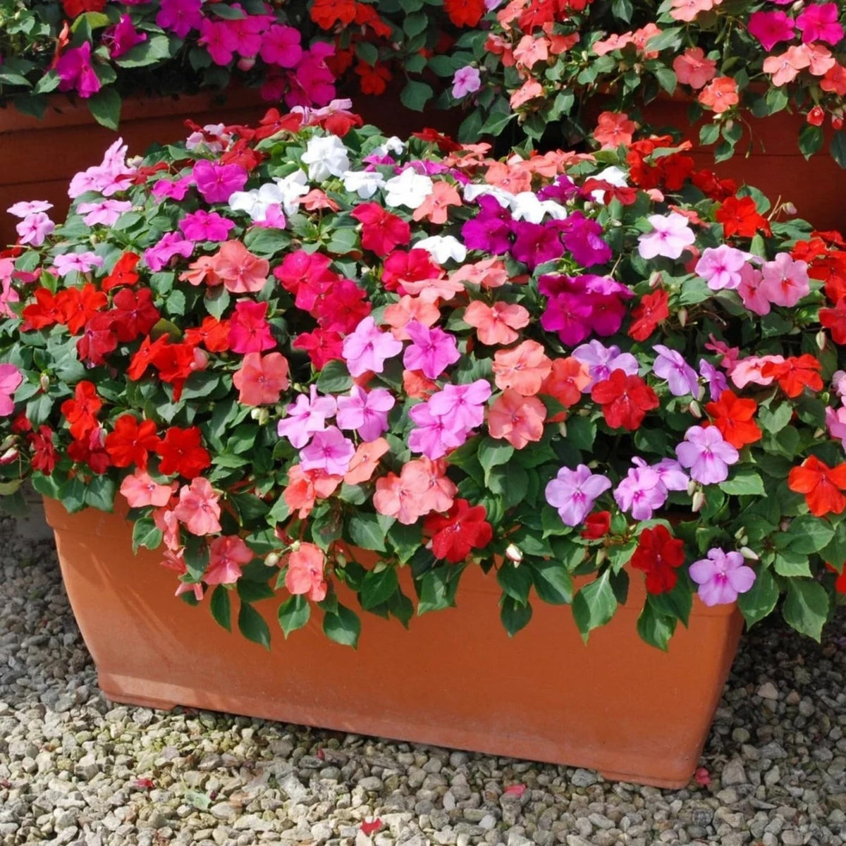 Wivolibe ruby impatiens color beds and borders with mass blooms.
