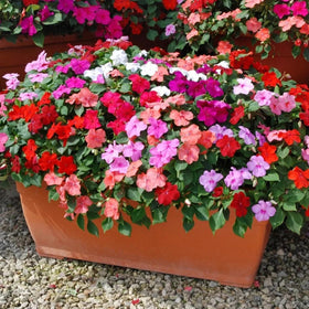 Wivolibe ruby impatiens color beds and borders with mass blooms.