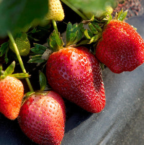 Wivolibe blueberry seeds pack for beginners and fruit production