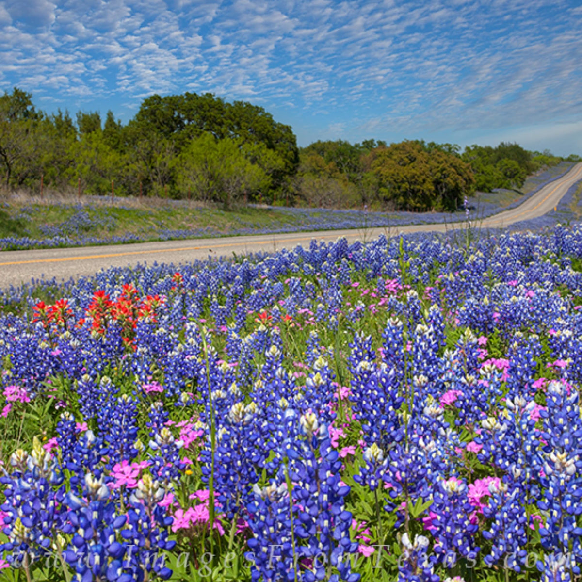 Wivolibe drought-tolerant bluebonnet seeds suited for sunlit landscapes