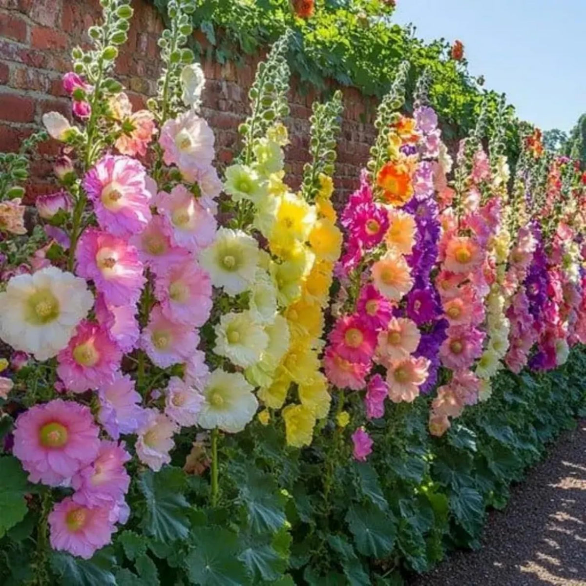 Wivolibe border hollyhock flowers lining a fence for vertical garden drama